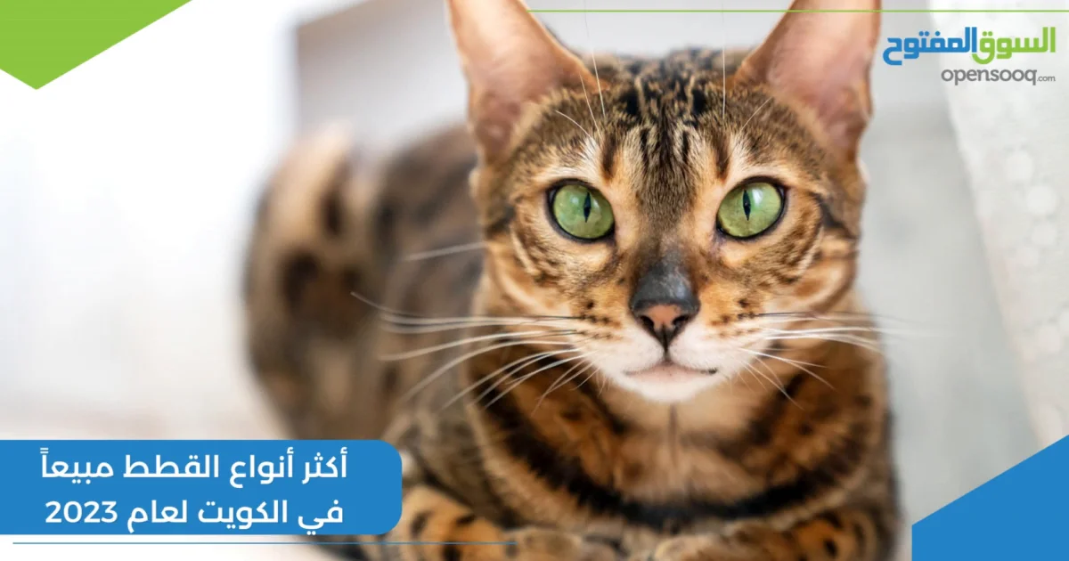أكثر أنواع القطط مبيعاً في الكويت لعام 2023
