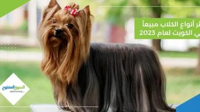 أكثر أنواع الكلاب مبيعاً في الكويت لعام 2023