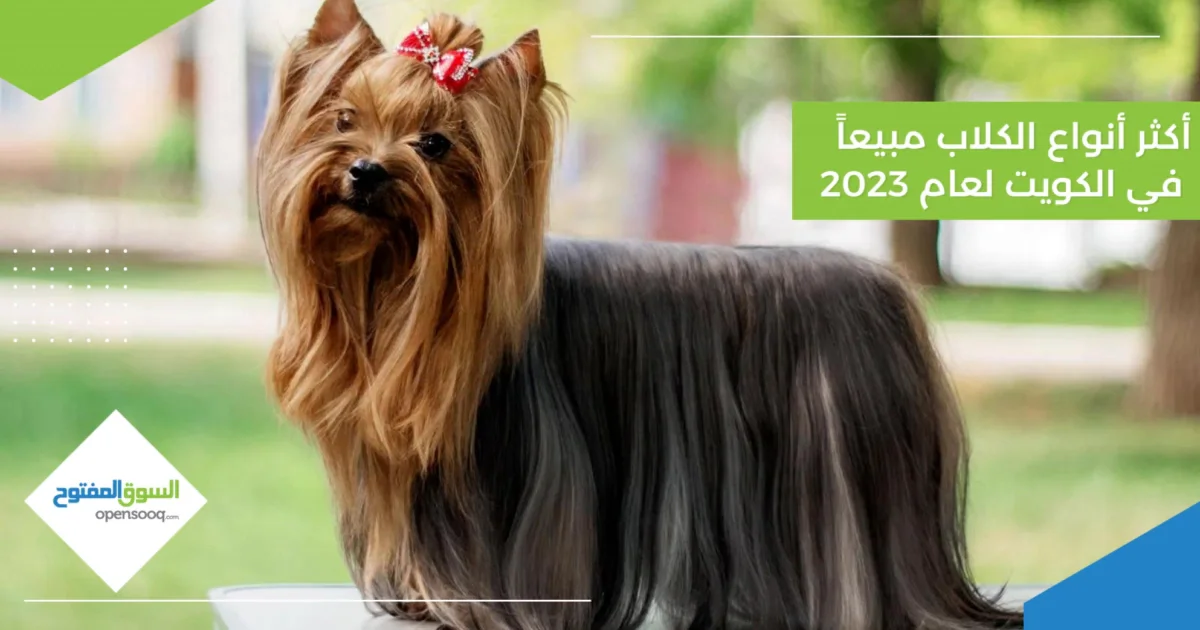 أكثر أنواع الكلاب مبيعاً في الكويت لعام 2023